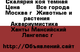 Скалярия коя темная › Цена ­ 50 - Все города, Москва г. Животные и растения » Аквариумистика   . Ханты-Мансийский,Лангепас г.